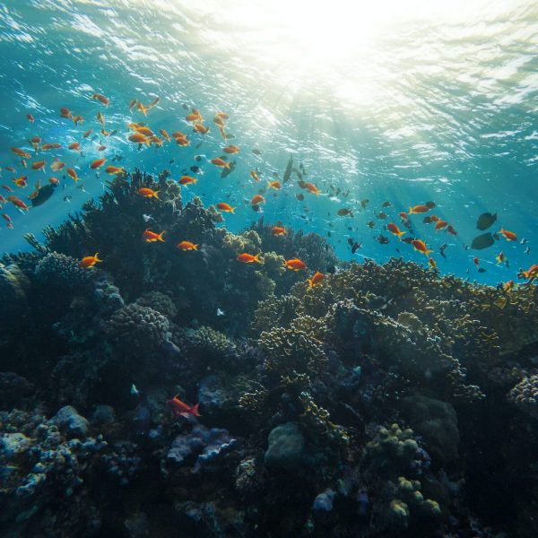 Coral Reef Red Sea Egypt Marsa Alam