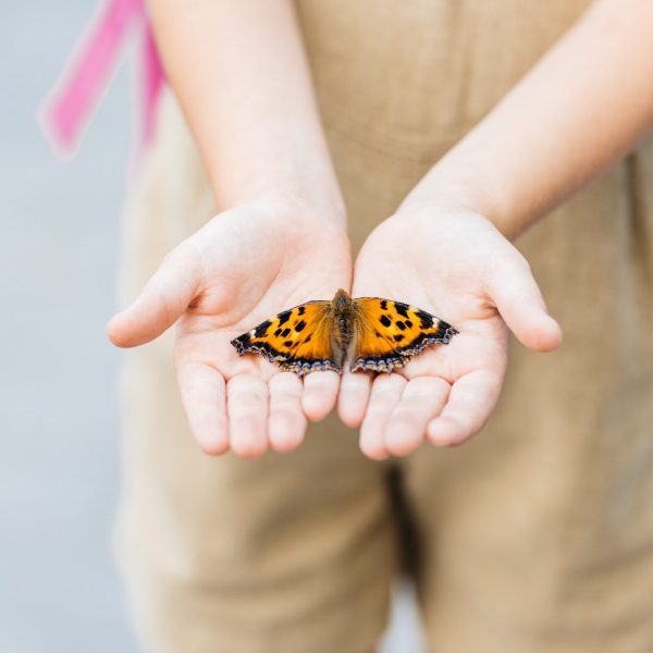 cropped shot of little child holding butterfly in hands