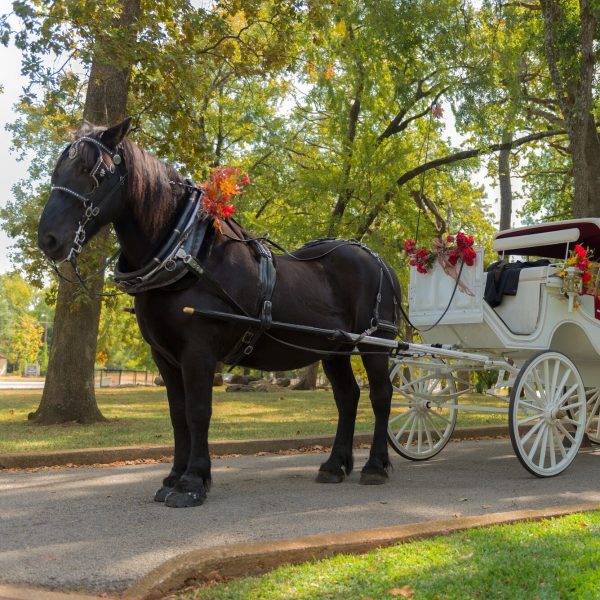 Horse and Carriage Ride in a forest