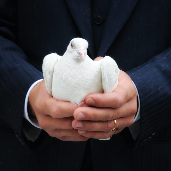 White dove cupped in a male hands